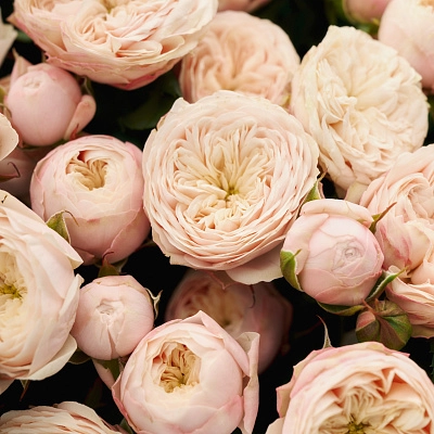 Монобукет из кустовой розы Madam Bombastic